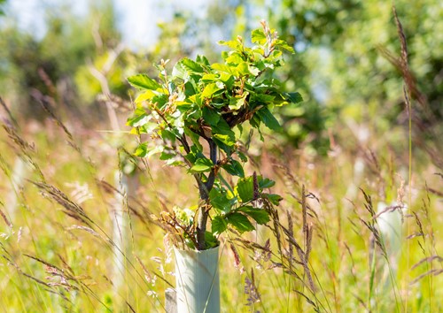 Sapling planted as part of a reforestation project